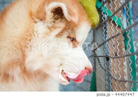 Cute puppy siberian husky. Cute puppy siberian husky. 44407447