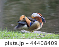 オシドリの仮眠 44408409