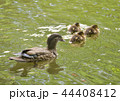 オシドリの子育て 44408412
