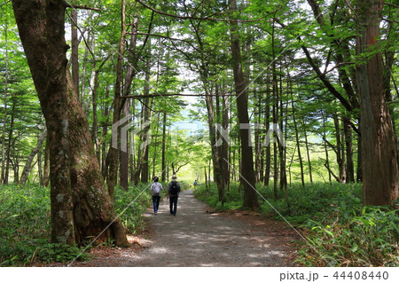 上高地の大正池遊歩道を田代池方面に見る 44408440