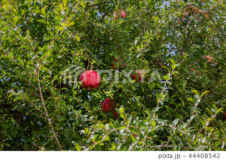 Pomegranate tree in Archanes, Crete, Greece Pomegranate tree in Archanes, Crete, Greece 44408542
