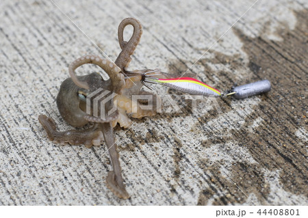 イイダコ釣り 44408801