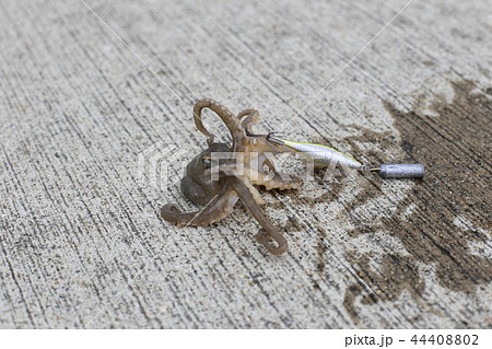 いいだこ釣り 44408802