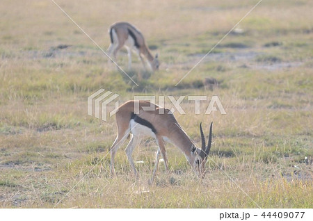 アンボセリ国立公園 トムソンガゼル アンボセリ国立公園 トムソンガゼル 44409077