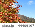 紅葉と青空 44409107