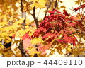 紅葉 44409110