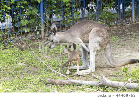 大牟田市動物園 カンガルー、 大牟田市動物園 カンガルー、 44409765