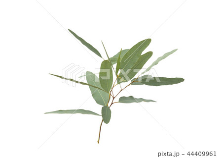 eucalyptus isolated on gray background eucalyptus isolated on gray background 44409961