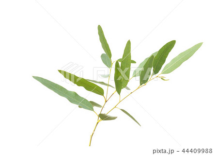 eucalyptus isolated on gray background eucalyptus isolated on gray background 44409988