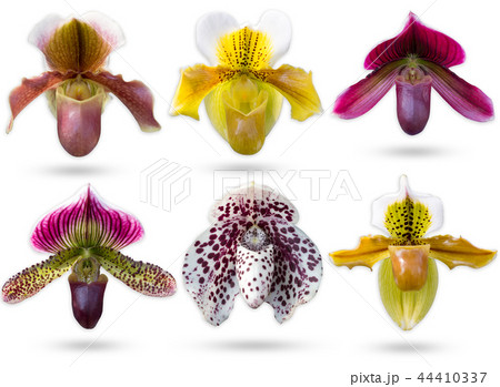 Set of Lady’s Slipper Orchidaceae Paphiopedilum. 44410337