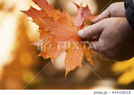 Adult man hands autumn leafs Adult man hands autumn leafs 44410618