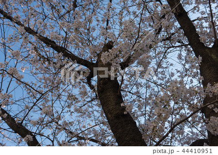 目黒川　桜 44410951