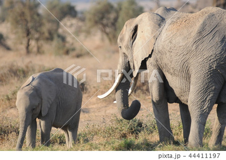 アンボセリ国立公園　アフリカゾウの親子 44411197