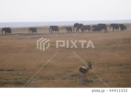 アンボセリ国立公園 トムソンガゼルとアフリカゾウの行進 アンボセリ国立公園 トムソンガゼルとアフリカゾウの行進 44411332