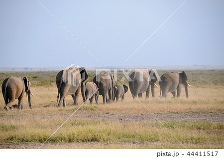 アンボセリ国立公園　アフリカゾウの行進 44411517