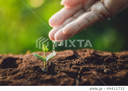 plant a tree Watering a tree in nature light and b 44411732