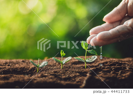 plant a tree Watering a tree in nature light and b 44411733