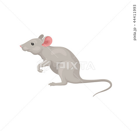 Small gray mouse standing on hind legs, side view. Domestic mice. Cute rodent with pink ears and Small gray mouse standing on hind legs, side view. Domestic mice. Cute rodent with pink ears and 44411993