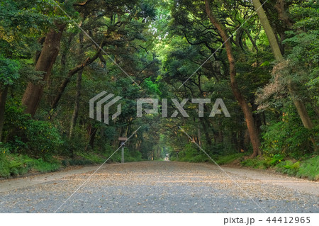 明治神宮 参道 44412965