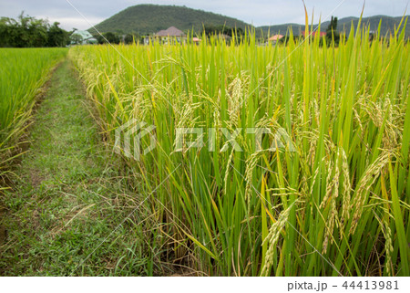 Rice field in the rural area of thailand 44413981