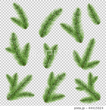 Fir-tree Branch Isolated Transparent Background 44415024