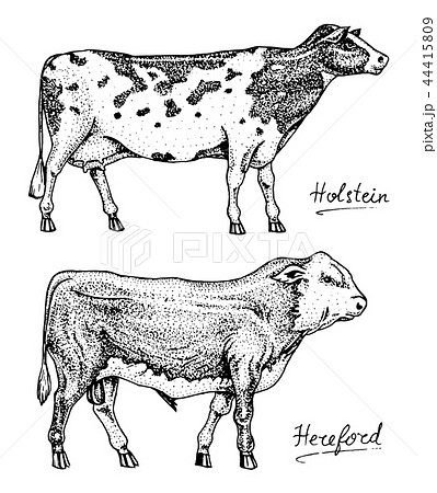Farm cattle bulls and cows. Different breeds of domestic animals. Engraved hand drawn monochrome 44415809