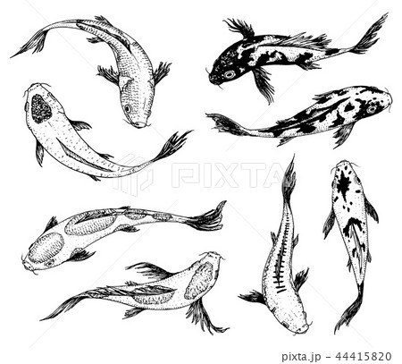 Set Of Koi Carps Japanese Fish Korean のイラスト素材