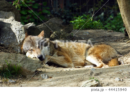 Eurasian wolf, canis lupus lupus Eurasian wolf, canis lupus lupus 44415940
