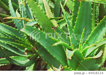green bushes of succulent plant aloe with spiderweb 44416114