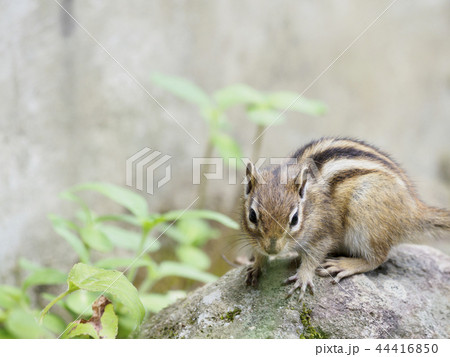 草むらでこちらに向かってくるエゾシマリス(全身) 草むらでこちらに向かってくるエゾシマリス(全身) 44416850