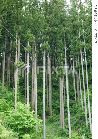 南三陸杉 南三陸杉 44416931