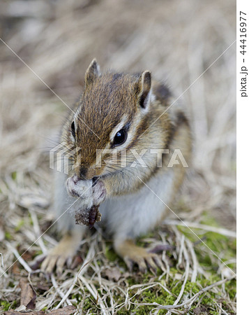 両手で持って餌を食べるエゾシマリス 縦構図 両手で持って餌を食べるエゾシマリス 縦構図 44416977