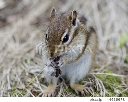 手に餌を持って食べているエゾシマリス 横構図 手に餌を持って食べているエゾシマリス 横構図 44416978