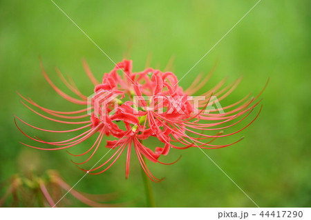 ヒガンバナ一輪9 ヒガンバナ一輪9 44417290