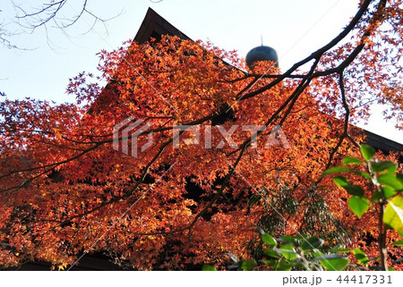 鎌倉 瑞泉寺紅葉 鎌倉 瑞泉寺紅葉 44417331
