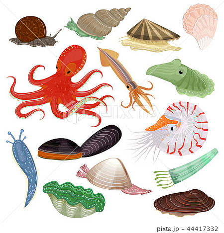 Shellfish Vector Marine Animal Octopus Molluscs Stock Illustration