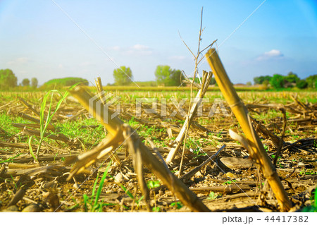 Corn field after harvest and cutting, rape Corn field after harvest and cutting, rape 44417382