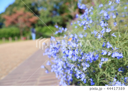秋の公園 サルビア アズレアの花 秋の公園 サルビア アズレアの花 44417389