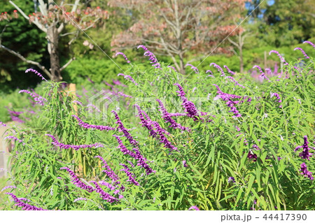 秋の公園 サルビアレウカンサの花 秋の公園 サルビアレウカンサの花 44417390