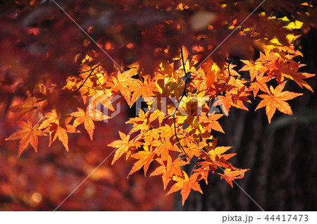 鎌倉　紅葉　鶴岡八幡宮　国宝館 44417473