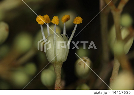 自然 植物 ハマセンダン、花です。飛び出した雄蕊が目立ちます。ミカン科にしては地味な花 自然 植物 ハマセンダン、花です。飛び出した雄蕊が目立ちます。ミカン科にしては地味な花 44417659