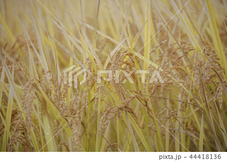 慶北 韓国 屋外 44418136