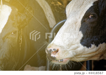 Dairy cows in the stable, animals theme Dairy cows in the stable, animals theme 44418567