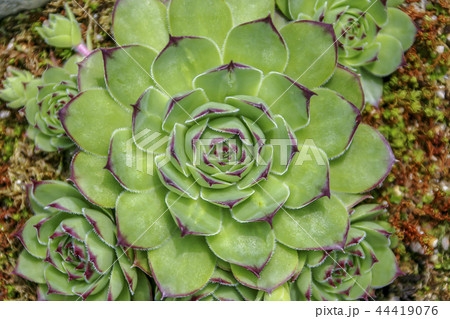 慶北 韓国 屋外 44419076