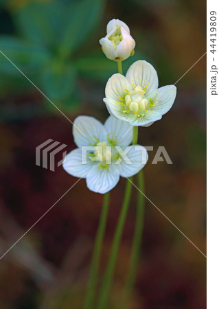 ウメバチソウの花三輪ー宮床湿原 福島県只見町 ウメバチソウの花三輪ー宮床湿原 福島県只見町 44419809