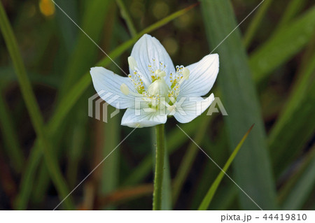 朝露が降りたウメバチソウの花ー宮床湿原 福島県南会津町 朝露が降りたウメバチソウの花ー宮床湿原 福島県南会津町 44419810
