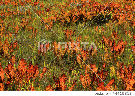 ヤマドリゼンマイの紅葉ー宮床湿原　福島県南会津町 44419812