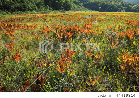 草紅葉の湿原ー宮床湿原　福島県南会津町 44419814