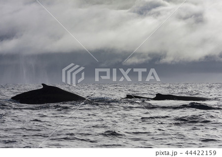 メスを争って泳ぐザトウクジラのオス　小笠原 44422159