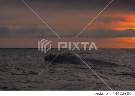 夕方の海で勢いよく顔を出して浮上するザトウクジラ 44422300